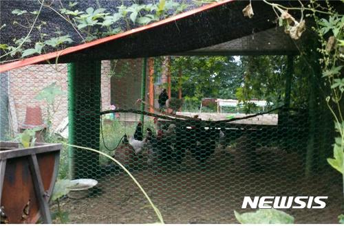 【청주=뉴시스】박재원 기자 = 충북교육청은 운동부 학생들에게 영양식을 제공하려 학교에서 불법 닭사육장을 운영한 도내 모 중학교를 적발해 시정조치했다고 13일 밝혔다. 사진은 해당 학교에서 설치한 닭 사육장. 2017.11.13. (사진= 교육청 제공) photo@newsis.com