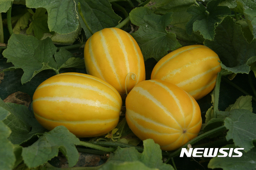 【성주=뉴시스】박홍식 기자 = 경북 성주군은 특산품인 성주참외 매출액이 5000억원을 넘어섰다고 14일 밝혔다. 사진은 성주 참외. 2017.11.14 phs6431@newsis.com