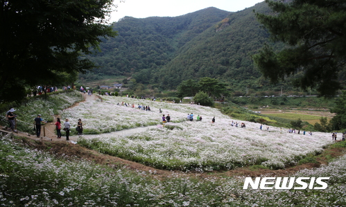  【정읍=뉴시스】김종효 기자 = 15일 전북 정읍시는 지역의 명품 축제로 자리잡은 올해 구절초축제에 총 80만명의 관광객이 다녀가 80억원의 경제적 파급효과를 창출했다고 밝혔다. 사진은 구절초 꽃이 만개한 지난 10월 구절초테마공원의 모습이다. 2017.11.15. (사진 = 뉴시스 DB)&nbsp; photo@newsis.com