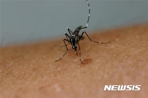  【부산=뉴시스】허상천 기자 = 부산시 보건환경연구원은 지난 3월부터 10월까지 부산지역 항만과 공항 부근, 숲 등 6곳을 선정해 월 2회 흰줄숲모기 채집조사 결과 지카바이러스 등의 바이러스는 검출되지 않았다고 16일 밝혔다. 2017.11.16. (사진 = 부산시 제공) photo@newsis.com