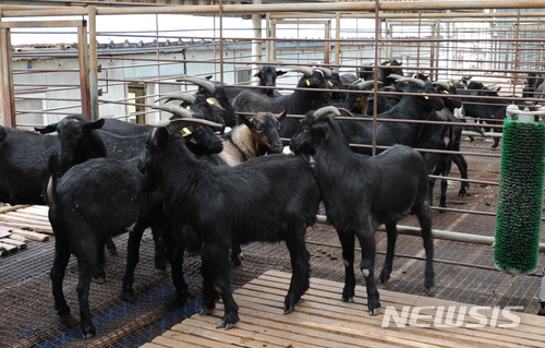 [무안=뉴시스] 흑염소 사육 장면. 기사 내용과 직접적 관련이 없습니다. (사진=뉴시스DB) photo@newsis.com
