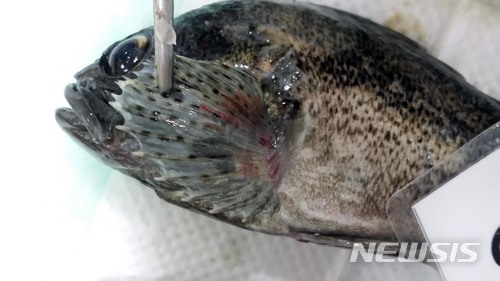 【부산=뉴시스】 하경민 기자 = 국립수산과학원은 여름철 서해안 양식 조피볼락에 감염해 상품가치를 떨어뜨리거나 2차 세균 감염 등을 일으켜 수산피해를 유발하는 선충을 구제하는 수산용 구충제를 개발해 특허 등록했다고 22일 밝혔다.사진은 선충에 감염된 조피볼락 가슴 지느러미의 모습. 2017.11.22. (사진=수산과학원 제공)yulnetphoto@newsis.com