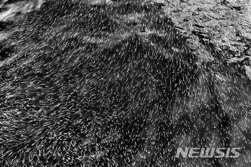 【서울=뉴시스】조수정 기자 = 김필호 作 생존 生存&nbsp; 150cmX100cm.(사진=김필호 사진가 제공. 사진은 이 기사 외 사용을 불허합니다) photo@newsis.com