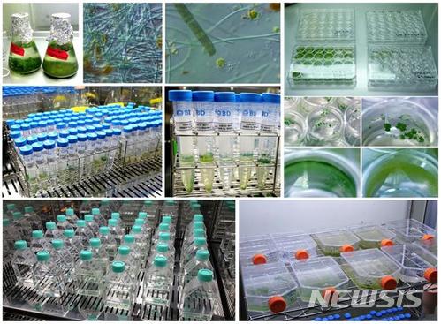 '수돗물 흙냄새 유전자' 팔당호 남조류 4종서 확인