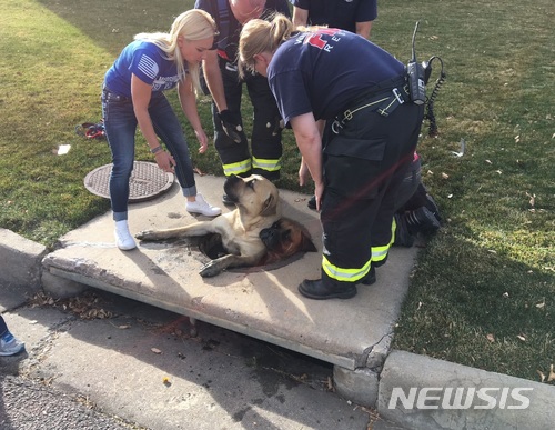 '덩치들이 어떻게?'…하수구 들어간 초대형견 삼형제 구조