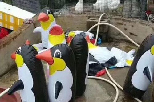 【서울=뉴시스】이혜원 기자 = 지난주 중국 남부 광시좡족자치구 위린 시에 처음으로 생긴 동물원 구이산 동물원에 진짜 펭귄 대신 펭귄 모양의 바람풍선이 놓여있다. (사진 = 차이나뉴스닷컴) 2017.12.01.