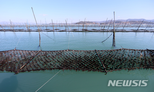 【완도=뉴시스】구길용 기자 = 전남 완도군은 5일 '완도 지주식 김 양식어업'이 해양수산부 지정 국가중요어업유산으로 선정됐다고 밝혔다. 사진은 고금면 전통지주식 김 양식어장 전경. 2017.12.05. (사진=완도군 제공) kykoo1@newsis.com  