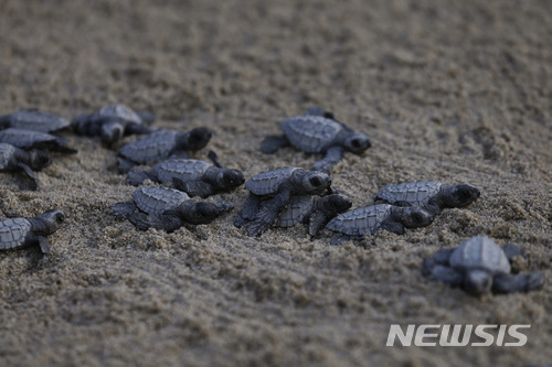  멕시코 환경운동가들,&nbsp; 멸종위기 바다거북 부화후 바다로 