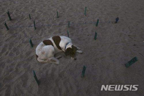  멕시코 환경운동가들,&nbsp; 멸종위기 바다거북 부화후 바다로 