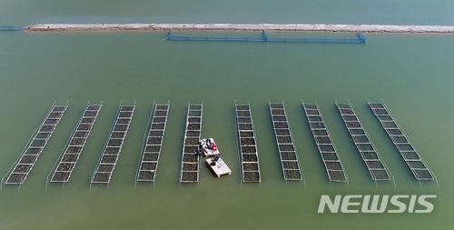 【부산=뉴시스】 하경민 기자 = 국립수산과학원 서해수산연구소는 해삼 양식 산업화를 위해 축제식 양식장에서 먹이공급 없이 해삼종묘의 중간육성에 성공했다고 7일 밝혔다.사진은 해삼 축제식 중간육성 가두리 양식장의 모습. 2017.12.07. (사진=수과원 제공)yulnetphoto@newsis.com