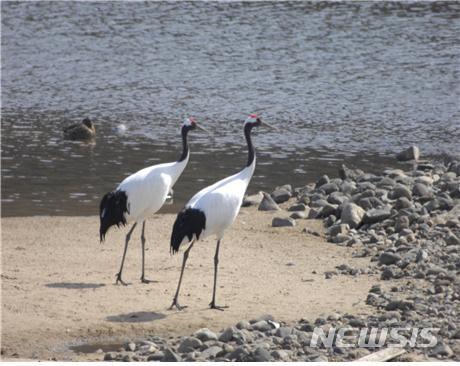 멸종위기 두루미, 세계 최대 월동지 '철원평야'서 복원 논의