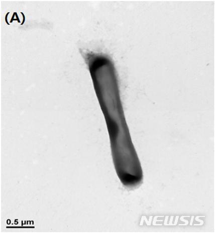 【서울=뉴시스】프로바이오틱스(유산균). 2018.11.30.(사진= 뉴시스DB)photo@newsis.com