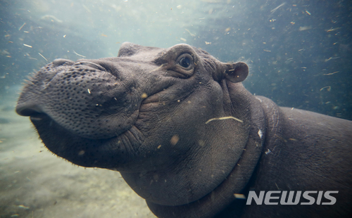 케냐서 중국 관광객 하마 사진 찍다가 물려 2명 사상