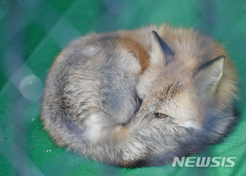 【대구=뉴시스】우종록 기자 = 대구 아침 최저기온이 영하 5도를 기록하는 등 강추위가 계속되고 있는 19일 오후 대구시 중구 달성동 달성공원에서 여우가 몸을 웅크린 채 잠을 청하고 있다. 2017.12.19. wjr@newsis.com