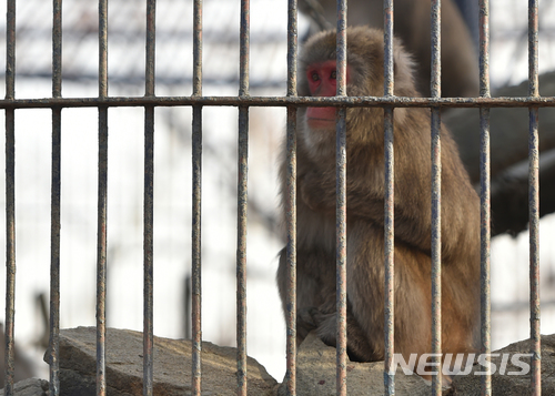 【대구=뉴시스】우종록 기자 = 대구 아침 최저기온이 영하 5도를 기록하는 등 강추위가 계속되고 있는 19일 오후 대구시 중구 달성동 달성공원에서 일본 원숭이가 몸을 웅크린 채 앉아 있다. 2017.12.19. wjr@newsis.com