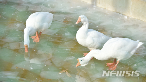 【대구=뉴시스】우종록 기자 = 대구 아침 최저기온이 영하 5도를 기록하는 등 강추위가 계속되고 있는 19일 오후 대구시 중구 달성동 달성공원에서 거위들이 얼음을 깨고 물을 마시고 있다. 2017.12.19. wjr@newsis.com