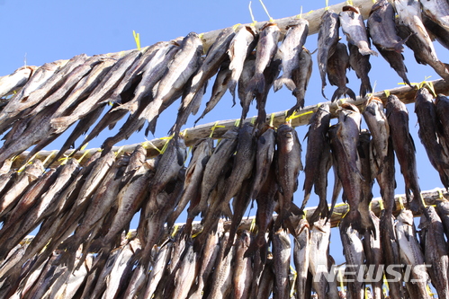 명태·꽁치 사라지는 한반도…온난화에 어류지형 급변