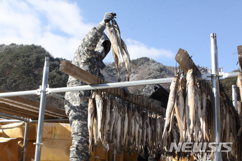 【인제=뉴시스】한윤식 기자 = 성탄절인 25일 강원영서에 한파특보가 내려진 가운데 전국 최대의 황태 생산지인 강원 인제군 용대리 주민들이 명태를 덕에 거는 작업에 한창이다. 2017.12.25. ysh@newsis.com