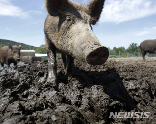 중 "아프리카 돼지콜레라 상황 심각…장기대책 필요"