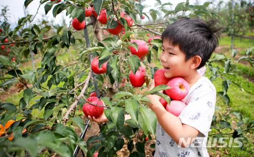 【전주=뉴시스】윤난슬 기자 = 장수군은 오는 8일부터 장수사과시험장 홈페이지(myapple.go.kr)를 통해 사과나무를 도시민에게 분양한다고 3일 밝혔다. 2018.01.03.(사진=장수군 제공) photo@newsis.com