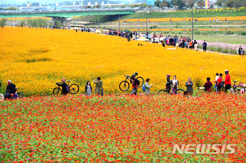 【장성=뉴시스】이창우 기자 = 사진은 지난해 황룡강변을 따라 열린 '제1회 장성 황룡강 노란꽃잔치' 축제장면. 10억송이의 가을꽃들이 드넓은 황룡강을 따라 가득 펼쳐진 정원은 대한민국에서 가장 긴 꽃강(Flower River)이라는 별칭을 얻었다. 2018.09.25 (사진=장성군 제공) photo@newsis.com
