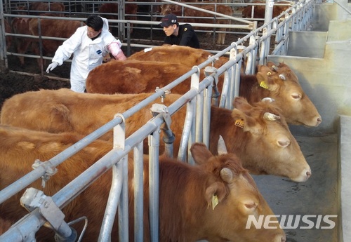 우량암소(기사와 관련 없는 사진)
