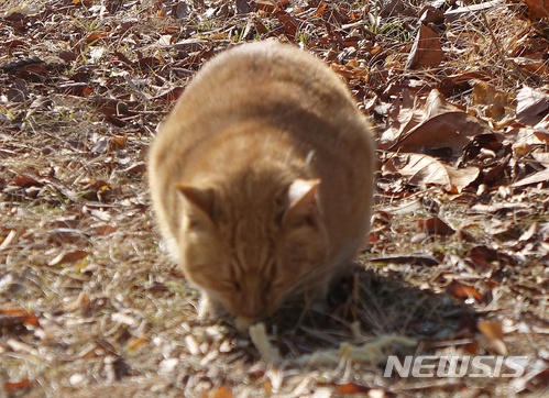 【서울=뉴시스】 강민성 기자 = 11일 서울어린이대공원 공연장 옆 거리에서 길고양이가 한 시민이 건네준 오징어를 먹고 있다. 2018.01.11. kms6510@newsis.com