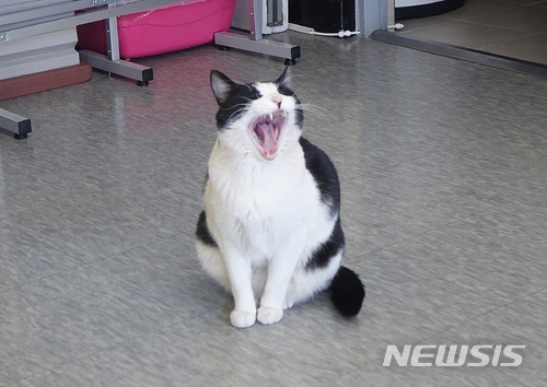 【서울=뉴시스】 강민성 기자 = 11일 서울어린이대공원 안내소에서 길고양이 '정문이'가 들어와 하품을 하고 있다. 정문이는 이 곳에서 인기가 많다. 2018.01.11. kms6510@newsis.com