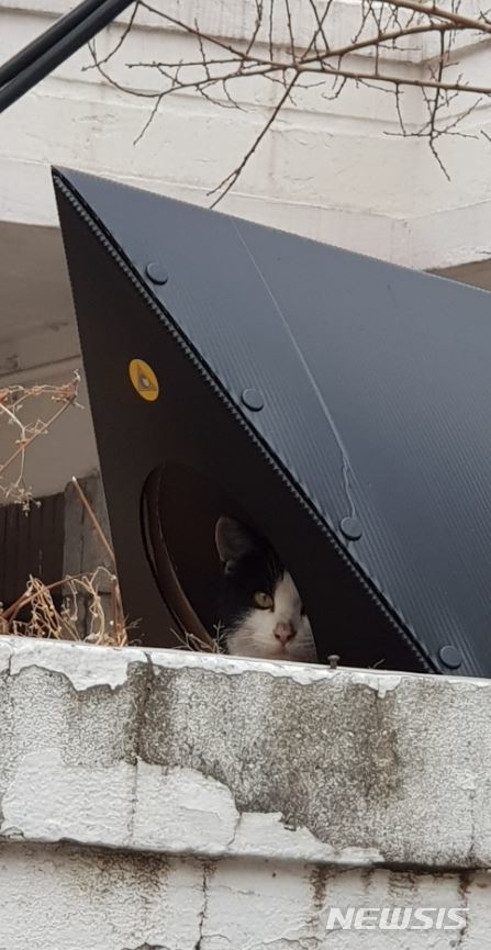 【서울=뉴시스】'해비캣'이 제작한 '캣터'에 들어가 있는 길고양이의 모습. 2018.01.13. (사진=해비캣 제공)