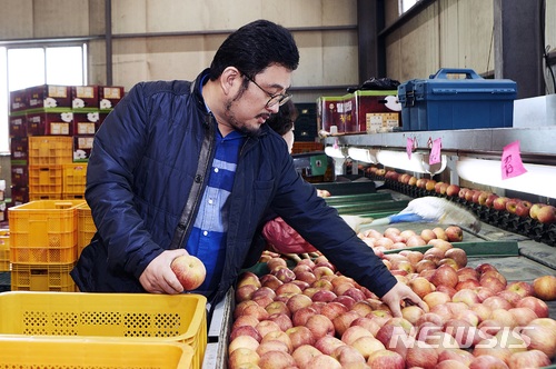 【대구=뉴시스】 김덕용 기자 = 롯데백화점 대구점은 오는 18일까지 지하 2층 식품관에서 남성호 농부의 '털보네 사과' 산지 직송 판매전을 연다. 2018. 01. 14. (사진=롯데백화점 대구점 제공) photo@newsis.com