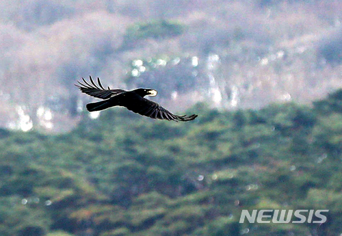 [제주=뉴시스]우장호 기자 = 제주 한라산 탐방코스의 터줏대감 큰부리까마귀가 탐방객이 던져준 먹이를 입에 물고 하늘을 날고 있다. (사진=뉴시스DB)