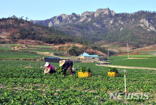 [신안=뉴시스]박상수 기자 = 전남 신안군은 도초와 비금 등에서 생산되는 명품 시금치 '섬초'의 출하가 한창이라고 16일 밝혔다. 사진은 비와 해풍을 맞고 자라 단맛이 일품인 섬초를 수확하는 농민들. (해당 사진은 기사와 직접 관련이 없습니다.) 2018.01.16 (사진=신안군 제공) photo@newsis.com