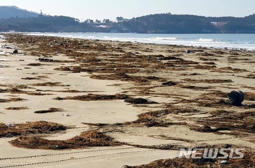 【신안=뉴시스】박상수 기자 = 전남 신안군은 자은과 비금, 임자도 등 신안군 해역 전역에 '바다의 불청객' 모자반이 대량으로 유입돼 처리에 골몰을 앓고 있다고 18일 밝혔다. 사진은 최근 비금면 해안가에 밀려든 모자반. 2018.01.18 (사진=신안군 제공) photo@newsis.com