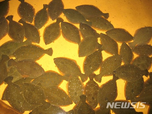 【부산=뉴시스】 하경민 기자 = 국립수산과학원은 넙치 양식업계의 활로를 열기위해 킹넙치 수정란을 본격적으로 분양·보급한다고 23일 밝혔다. 사진은 수조에 사육 중인 어미 킹넙치. 2018.01.23. (사진=수과원 제공)yulnetphoto@newsis.com