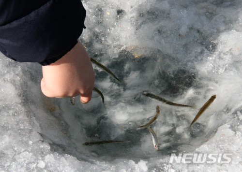 【인제=뉴시스】조명규 기자 = 27일 강원 인제군 남면 부평리 빙어호 일원에서 겨울축제의 원조 '제18회 인제빙어축제'가 개막한 가운데 어린이 강태공이 잡은 빙어를 자랑하고 있다. 2018.01.27.&nbsp; mkcho@newsis.com