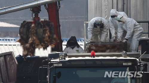 고병원성 H5N6 AI 확진 판정을 받은 경기 평택 청북읍의 한 산란계 농가에서 닭 살처분 작업을 하고 있다. 뉴시스 사진자료