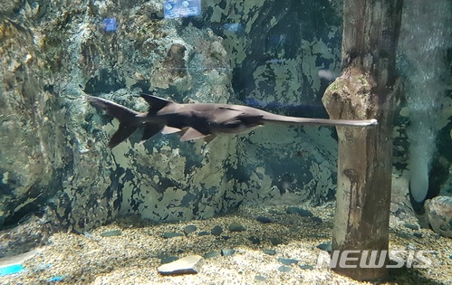 【단양=뉴시스】주걱 철갑상어. (사진=단양군 제공) photo@newsis.com