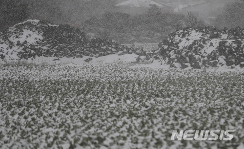 지난 2월 6일 제주시 구좌읍 종달리 인근 월동무 밭에 폭설이 내려 냉해피해를 입었다. 뉴시스 사진자료