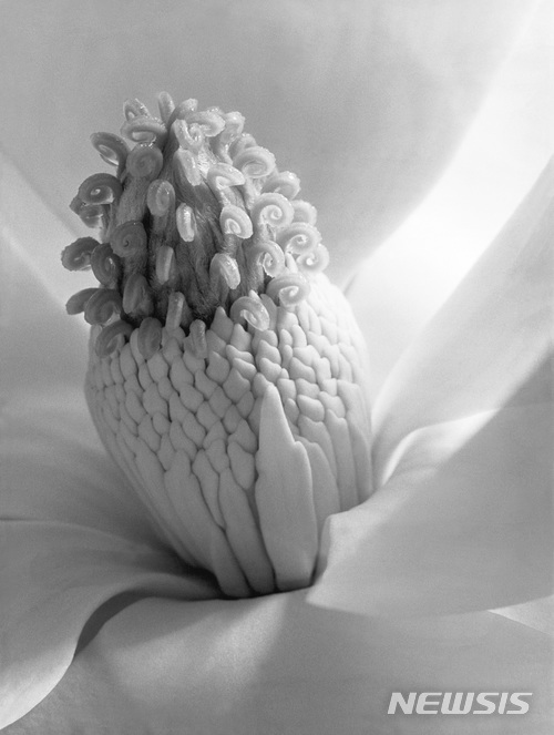 【서울=뉴시스】여류사진가 이모젠 커닝햄 作 Magnolia Blossom, Tower of Jewels, 51x41cm, Platinum & Palladium Print, 1925. 