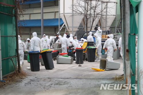 아산 산란계 농장 AI의심신고, 간이검사 '양성'