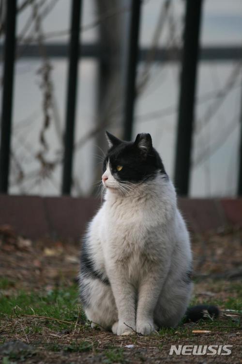 【제주=뉴시스】중성화된 길고양이. (사진=뉴시스DB)