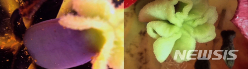 【서울=뉴시스】남화연_욕망의 식물학_2015_2채널 비디오_컬러_사운드_8분 23초_국립현대미술관 소장