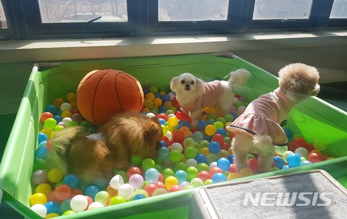 "내 개는 명품" 목줄 요구한 어린이집 교사에 욕설 대학교수 벌금형