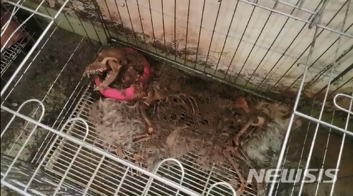 【서울=뉴시스】동물자유연대가 지난 13일 천안 소재의 한 팻숍 2층에서 발견한 개 사체 중 늑골이 드러난 모습. (사진=동물자유연대 제공 영상 캡처)