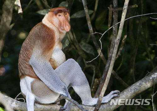 【서울=뉴시스】코주부 원숭이. (사진출처:위키피디아) 2018.02.22.