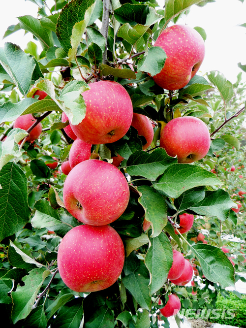 【안동=뉴시스】김진호 기자 = 경북 안동시의 특산품인 안동사과와 안동산약(마)이 6년 연속 '소비자가 뽑은 한국소비자만족지수' 농특산물 공동브랜드부문 1위에 선정됐다. 사진은 안동사과. 2018.03.06 (사진=안동시 제공) photo@newsis.com