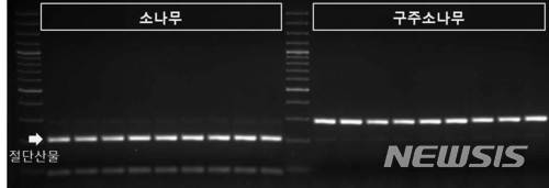 【대전=뉴시스】김양수 기자 = 수종 식별 DNA 분석기술을 활용하면 소나무와 구주소나무에서 각각 DNA 밴드(흰색 띠)의 위치가 다르게 나타나는 것을 확인할 수 있다.2018.03.08(사진=국립산림과학원 제공) photo@newsis.com