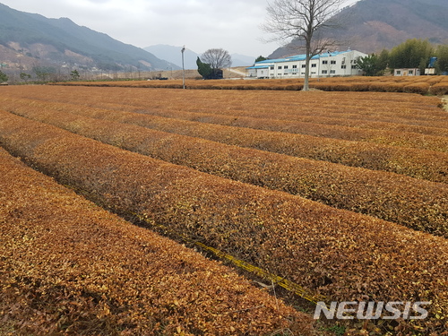 【하동=뉴시스】김윤관 기자 = 8일 새 봄을 맞아 새싹이 돋아나야 할 경남 하동군 화개면 녹차밭이 동해를 입어 갈색에서 벗어나지 못하고 있다. 경남 하동군에서 재배되는 녹차가 지난 겨울 한파와 가뭄으로 40% 이상 동해(凍害)를 입은 것으로 나타났다. 2018.03.08. kyk@newsis.com