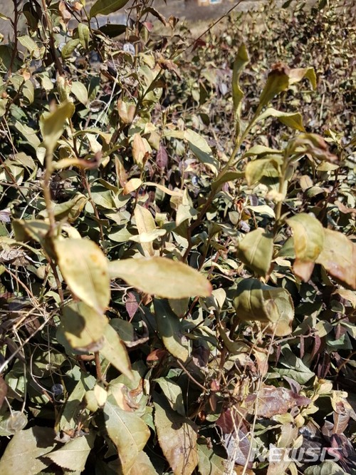 【하동=뉴시스】김윤관 기자 = 8일 경남 하동군 화개면에서 재배되고 있는 녹차가 지난 한파와 가뭄으로 동해를 입어 새싹을 틔우지 못하고 있다. 경남 하동군에서 재배되는 녹차가 지난 겨울 한파와 가뭄으로 40% 이상 동해(凍害)를 입은 것으로 나타났다. 2018.03.08.&nbsp; kyk@newsis.com