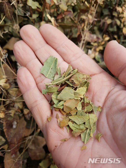 【하동=뉴시스】김윤관 기자 = 지난 겨울 한파와 가뭄으로 경남 하동군에서 재배되는 녹차가 40% 이상 동해(凍害)를 입은 것으로 나타났다. 2018.03.08.&nbsp; kyk@newsis.com
